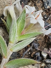 Pimelea pseudolyallii