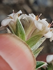 Pimelea pseudolyallii