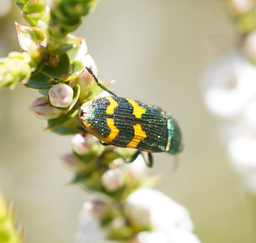 Castiarina dimidiata, 2020-11-25