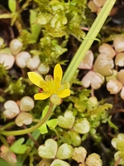 Ranunculus amphitrichus