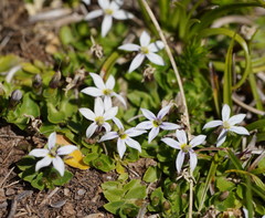 Lobelia pedunculata