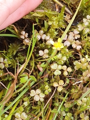 Ranunculus amphitrichus
