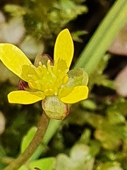 Ranunculus amphitrichus