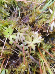 Ranunculus amphitrichus