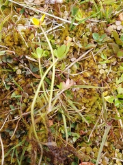 Ranunculus amphitrichus