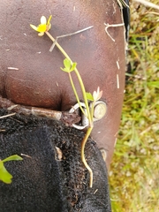 Ranunculus amphitrichus