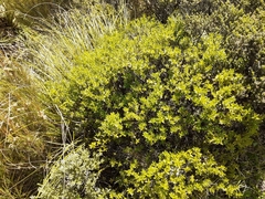 Veronica rakaiensis