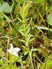 Galium perpusillum