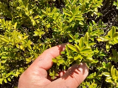 Veronica rakaiensis