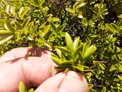 Veronica rakaiensis