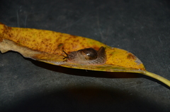 Stanisicarion freycineti