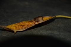 Stanisicarion freycineti