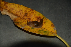 Stanisicarion freycineti