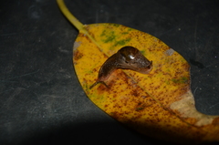 Stanisicarion freycineti
