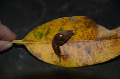 Stanisicarion freycineti