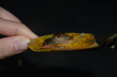 Stanisicarion freycineti