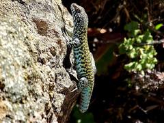 Liolaemus nigroviridis