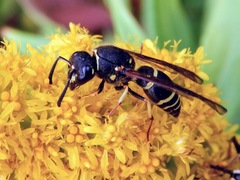 Ancistrocerus catskill