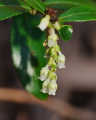 Gaultheria appressa