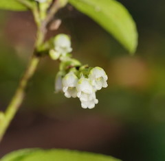 Gaultheria appressa