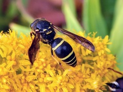 Ancistrocerus catskill