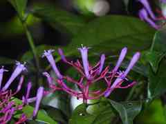 Palicourea amapaensis