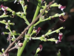 Scrophularia canina canina