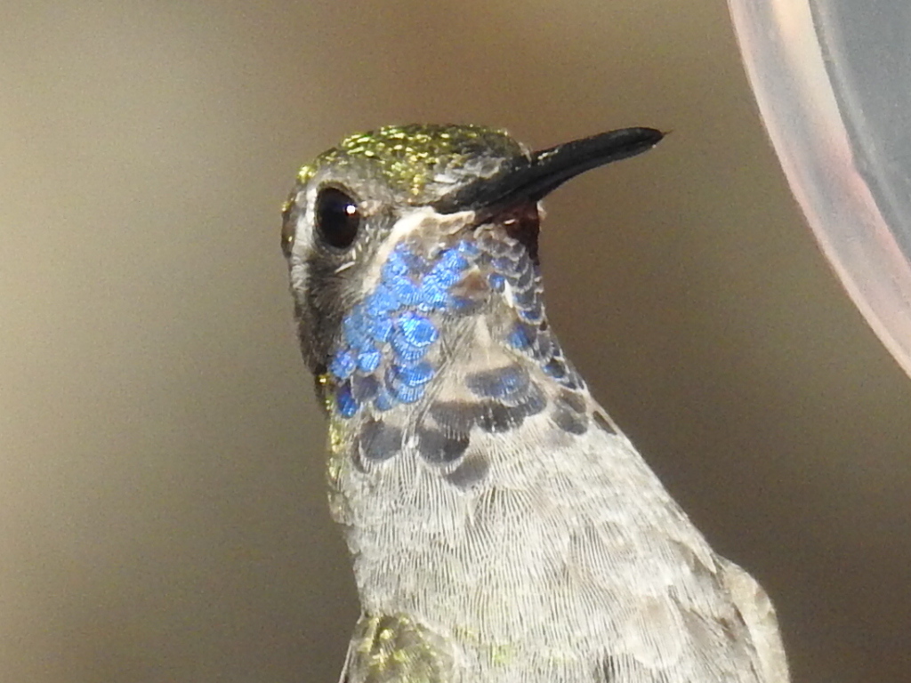 Blue-throated Hummingbird