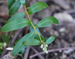 Gaultheria appressa