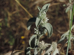 Marrubium incanum