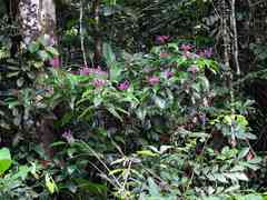 Palicourea amapaensis