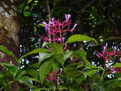 Palicourea amapaensis