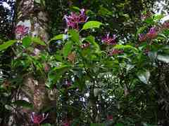 Palicourea amapaensis