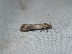 Megasis rippertella