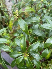 Daphne arisanensis