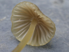 Mycena olivaceomarginata