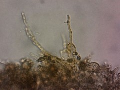 Mycena olivaceomarginata