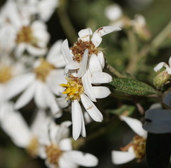 Olearia phlogopappa