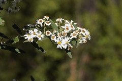 Olearia phlogopappa