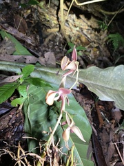 Mormodes