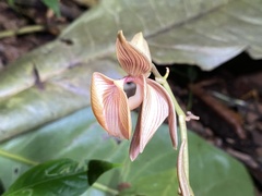 Mormodes
