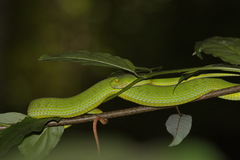 Trimeresurus macrops