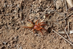 Caponia