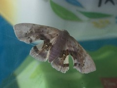 Holocryptis nymphula