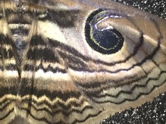 Spirama helicina