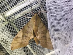 Clanis bilineata tsingtauica