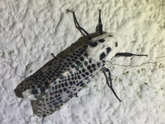 Zeuzera multistrigata