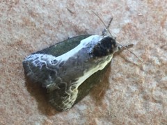 Stenoloba jankowskii