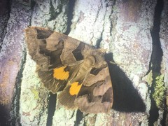 Chrysorithrum amatum