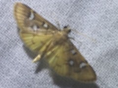 Cotachena alysoni